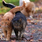 Alley Cat Allies