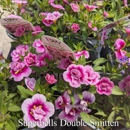 Potter's Crossing - Flowers, Plants & Trees-Silk, Dried, Etc.-Retail