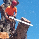 Climb High Tree Care