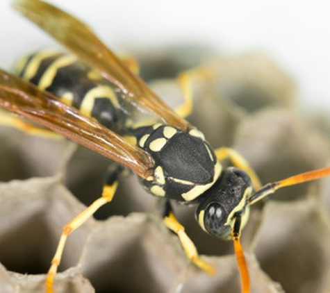 Bug Zapper Pest Control - Albany, OR