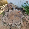 Advanced Tree Service gallery