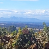 Grey Fox Vineyards gallery
