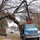 Butler Tree Service - Tree Service