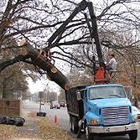 Butler Tree Service