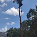 Perez Vasquez Tree Service Inc - Tree Service