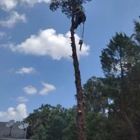 Perez Vasquez Tree Service Inc