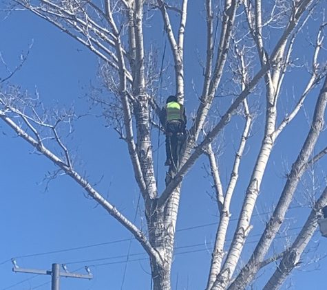 Sierra Tree Svc LLC - Bakersfield, CA. Large Cotton Wood