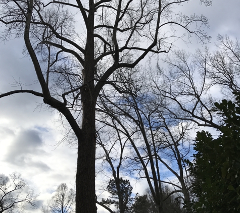 Carolina Tree Service - Marion, NC