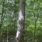 Charles Kolb And Sons Logging