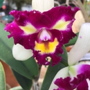 Seagrove Orchids - Orchid Growers