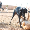 Reynolds Pet Resort - McMinnville gallery