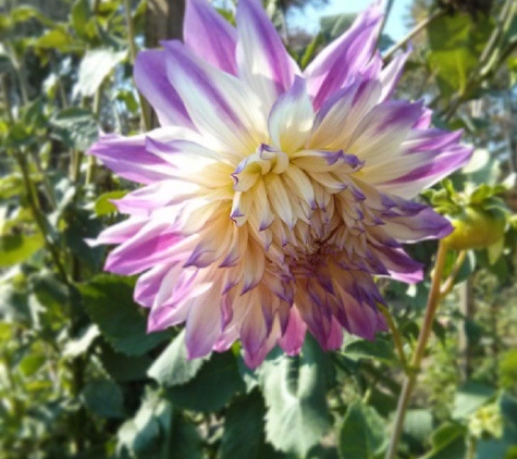 Beach Plum Farm - West Cape May, NJ