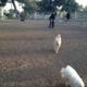 Fullerton Pooch Park