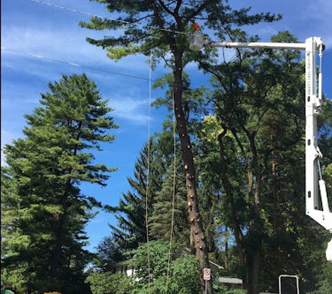 Aikey's Tree Service - Bellefonte, PA