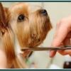 Animal Kind Veterinary Hospital gallery