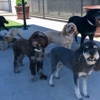 Williamsburg Pet Hotel & Suites gallery