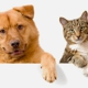 Affordable Pet Care Northwest