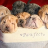 Chesapeake Bay Shar Pei gallery