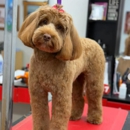 The Dog From Ipanema - Pet Stores