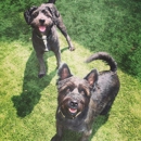 Mid City Animal House - Pet Boarding & Kennels
