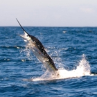 Ecuagringo - Marlin Fishing