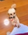 Pets Paradise - Pet Shops