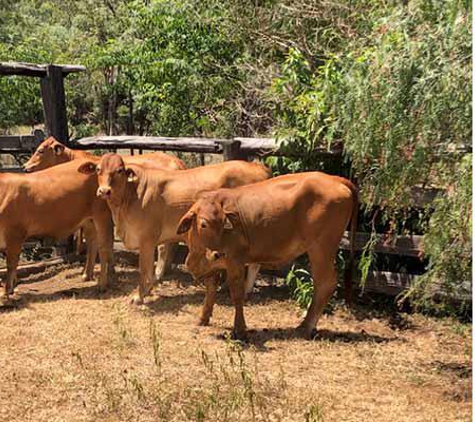 Eidsvold Livestock and Property - Eidsvold, QLD