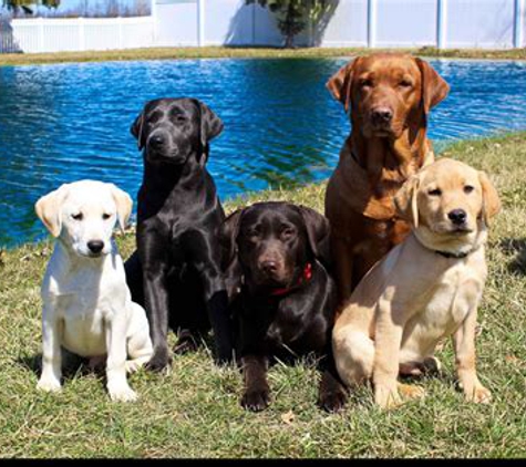 Murrayville Kennels, (American) Labrador Retrievers