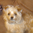 Paws for Grooming - Dog & Cat Grooming & Supplies