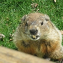 Critter Control - Pest Control Services