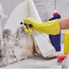 Indianapolis Mold Removal