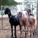 Childs Family Farm - Farms