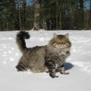 Regal Siberian Cattery - Pet Boarding & Kennels