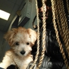 pet shops in the bronx that sell puppies