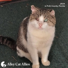 Alley Cat Allies