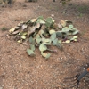 Desert Haul Away gallery
