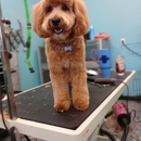 Fluffy Dog Cozy Cat Salon