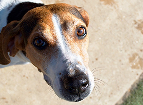 White Oak Animal Hospital - Fredericksburg, VA