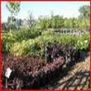 CREEKSIDE GARDEN CENTER - Plants-Interior Design & Maintenance