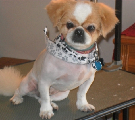 Doggie Style Grooming Studio - Orlando, FL