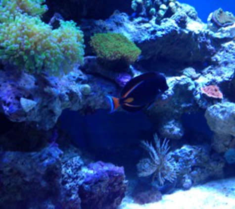 Eco Reef Results - Davie, FL