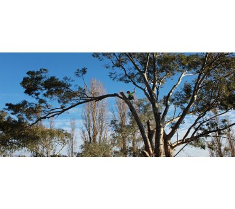 Local Tree Care - Baranduda, VIC