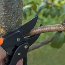 Robert Burk Tree & Landscaping - Tree Service