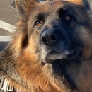 Dog Training Elite NC Triangle - Durham - Pet Training
