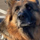 Dog Training Elite NC Triangle - Durham
