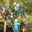 Tree Scouts Tree Service Georgetown - Arborists