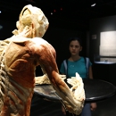 Bodies Revealed - Tourist Information & Attractions
