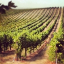 Penman Springs Vineyard - Wineries