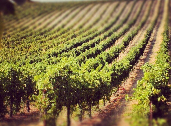 Penman Springs Vineyard - Paso Robles, CA