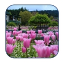 Tall Timbers Tree & Shrub Service - Tree Service